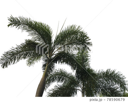 top of palm tree and leaf with white background top of palm tree and leaf with white background 78590679