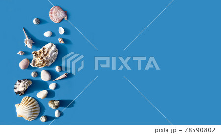 Colorful seashells on blue pastel background. Travel, vacation summertime concept. Minimal summer sea background. Bunner 78590802