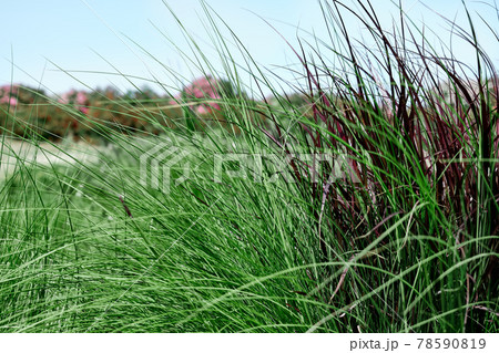 Beautiful decorative green grass as element of landscape design. Gardening, greenery. Home garden. 78590819
