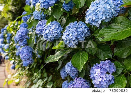 飛鳥山公園の紫陽花の写真素材