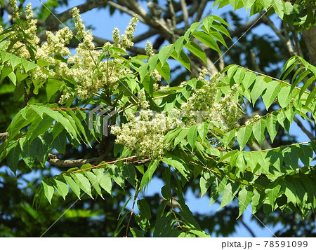 満開となった「ニワウルシ」の雄花 満開となった「ニワウルシ」の雄花 78591099