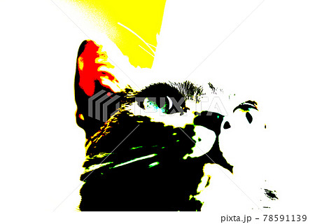 猫　ロシアンブルー 78591139