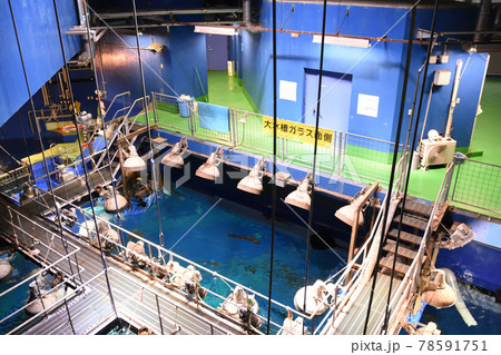 アクアワールド茨城県大洗水族館（茨城県） 78591751