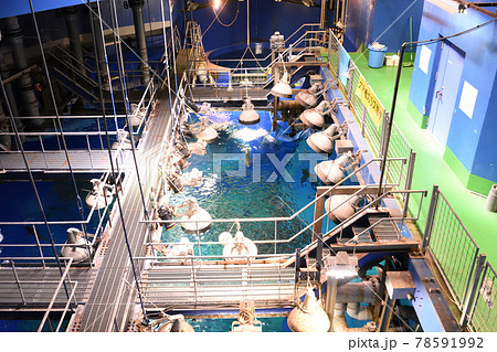 アクアワールド茨城県大洗水族館(茨城県) アクアワールド茨城県大洗水族館(茨城県) 78591992