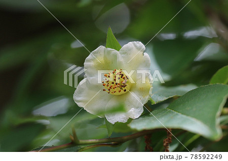 ヒメシャラの花の写真素材