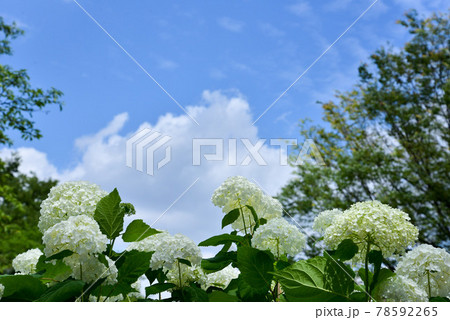 アジサイ アナベルの花と青空 アジサイ アナベルの花と青空 78592265