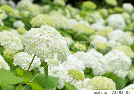 アジサイ アナベルの花の写真素材