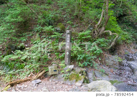 棒ノ折山の白孔雀の滝（白谷沢コース） 78592454
