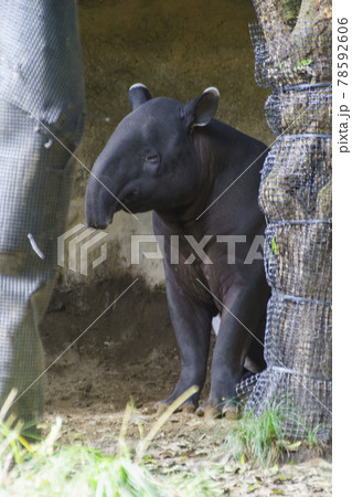Malayan Tapir at Yokohama Zoo Zoorasia - Stock Photo [78592606] - PIXTA
