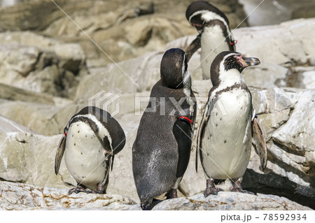 Humboldt Penguins at Yokohama Zoo Zoorasia - Stock Photo [78592934