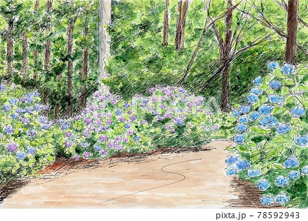森の中に咲く紫陽花の花のイラスト素材 [78592943] - PIXTA