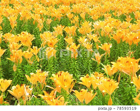 東京都大田区ソラムナード羽田緑地の満開のユリの花 東京都大田区ソラムナード羽田緑地の満開のユリの花 78593519