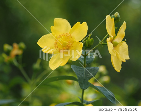 鮮やかな黄色のヒペリカム・ヒドコート 鮮やかな黄色のヒペリカム・ヒドコート 78593550