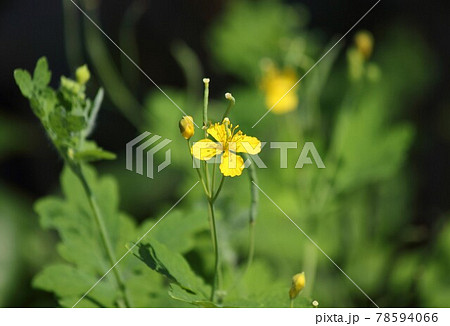 クサノオウ 78594066