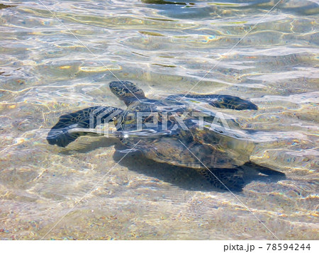 浅瀬で泳ぐアオウミガメ　ハワイ　オアフ島 78594244