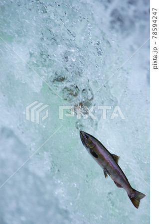 歯を食いしばって遡上するサクラマス 78594247