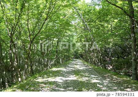 栃木県那須の林道奥の森林の風景 栃木県那須の林道奥の森林の風景 78594331