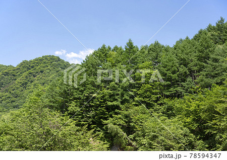 栃木県那須の林道奥の森林の風景 栃木県那須の林道奥の森林の風景 78594347