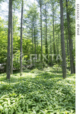 栃木県那須の林道奥の森林の風景 栃木県那須の林道奥の森林の風景 78594359