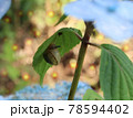あじさいとカタツムリ 78594402