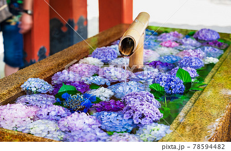 初夏の鎌倉　鶴岡八幡宮　花手水 78594482