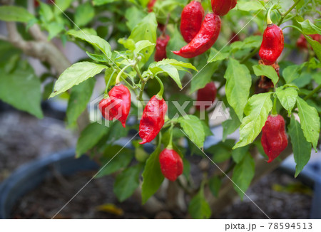 畑で栽培されている世界一辛い唐辛子 ブートジョロキア 畑で栽培されている世界一辛い唐辛子 ブートジョロキア 78594513