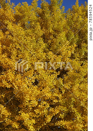 イチョウの木々 78594524