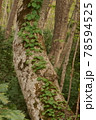 樹皮をのぼるツル性植物 78594525