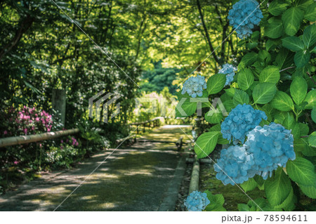 滋賀県彦根市にある龍潭寺への参道脇に咲く紫陽花と初夏の風景の写真素材