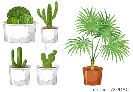 Set of different cactus in pot on white background 78594935