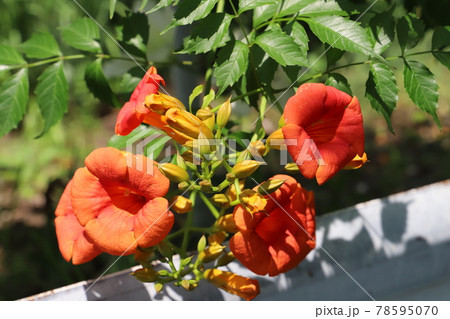 初夏の公園に咲くノウゼンカズラの朱色の花の写真素材