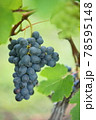 ワイン用ブドウ_一房と一葉 78595148