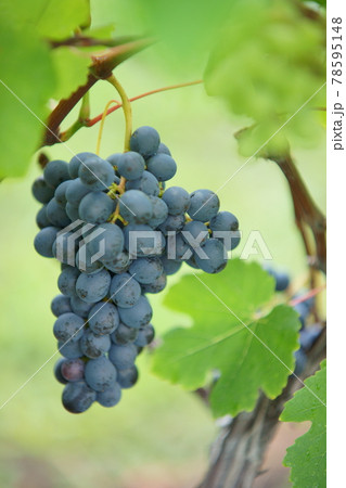 ワイン用ブドウ_一房と一葉 78595148