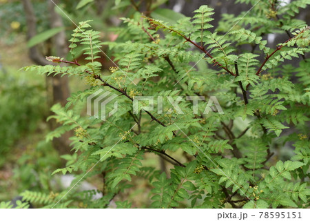 山椒の花 78595151