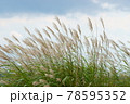 風になびくススキ_空を背景にして 78595352