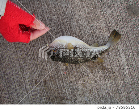 クサフグが釣れちゃった クサフグが釣れちゃった 78595516