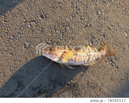 アイナメが釣れた アイナメが釣れた 78595517