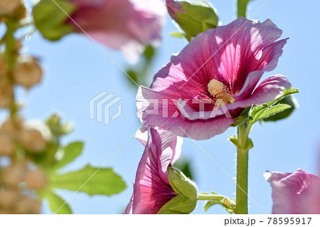 タチアオイ 78595917