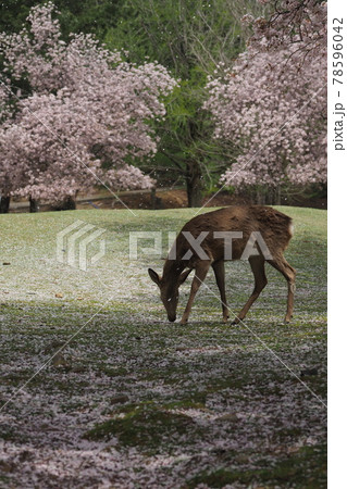 奈良公園の鹿と桜 78596042