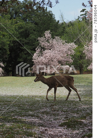 奈良公園の鹿と桜 奈良公園の鹿と桜 78596044