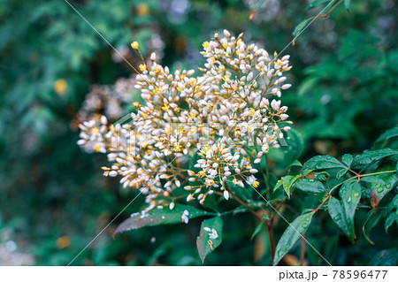 雨の日の南天の花の写真素材