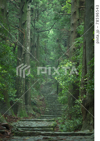 和歌山県 大門坂 新緑 和歌山県 大門坂 新緑 78596543