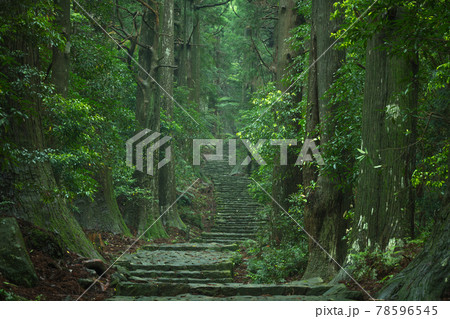 和歌山県 大門坂 新緑 78596545