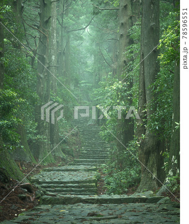 和歌山県 大門坂 新緑 78596551