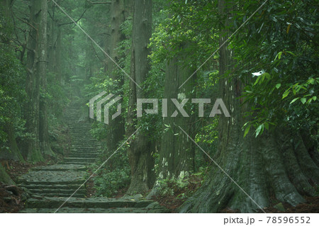 和歌山県 大門坂 新緑 和歌山県 大門坂 新緑 78596552