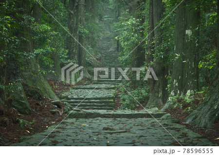 和歌山県 大門坂 新緑 78596555