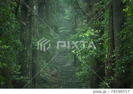 和歌山県 大門坂 新緑 和歌山県 大門坂 新緑 78596557
