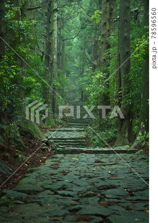 和歌山県 大門坂 新緑 78596560