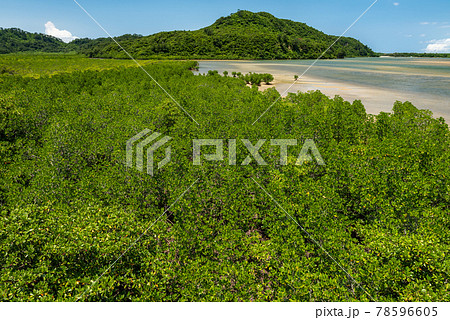 Lush mangrove forest at tropical island of Iriomote. Lush mangrove forest at tropical island of Iriomote. 78596605
