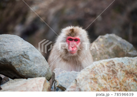 Snow monkey in Jigokudani Park, Yamanouchi Snow monkey in Jigokudani Park, Yamanouchi 78596639
